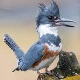 Team Page: Belted Kingfishers